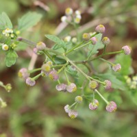 Dichrocephala integrifolia (L.f.) Kuntze